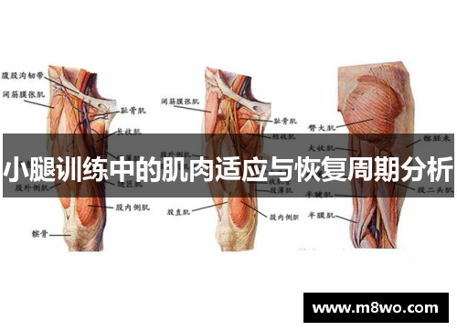小腿训练中的肌肉适应与恢复周期分析